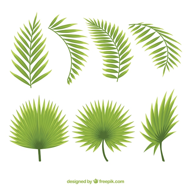 Download Set of beautiful palm leaves | Free Vector