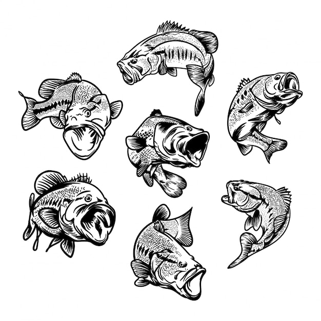 Download Bass Fish Images Free Vectors Stock Photos Psd