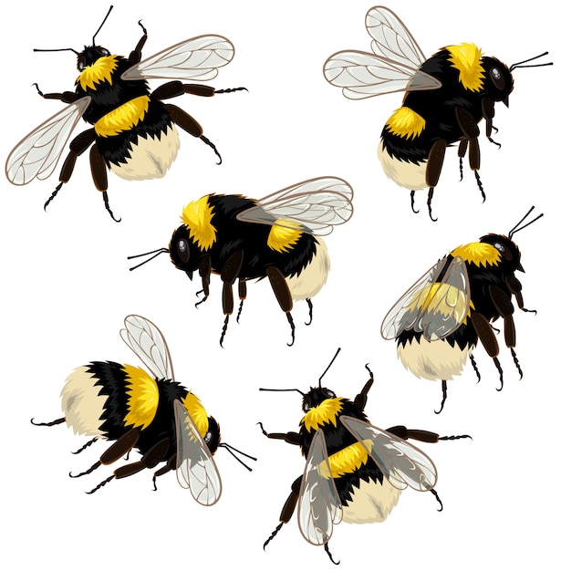 Bumblebee Vector: The Essential Guide to the Buzzy Bee