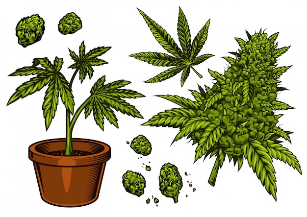 Weed Plants Vector : Weed plants free vector we have about (6,073 files ...