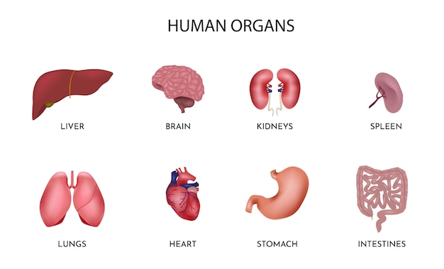 Premium Vector | Set of cartoon human organs