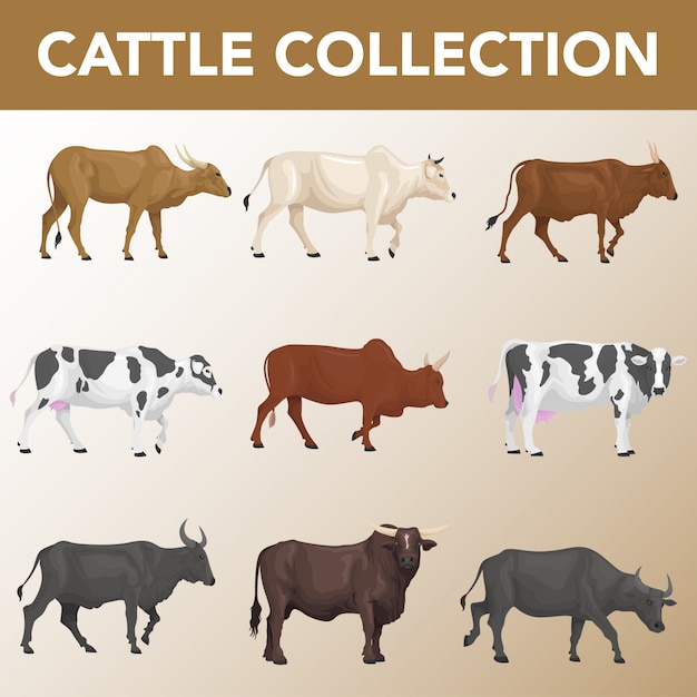 Set of cattle breeds collection Premium Vector