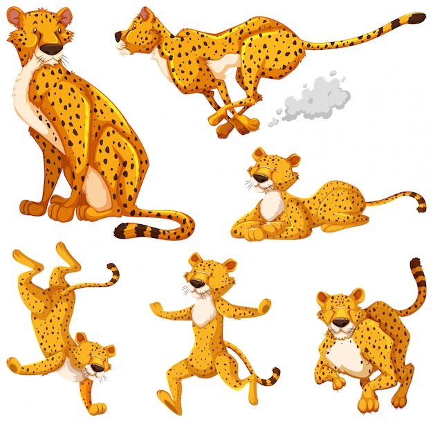 Set of cheetah cartoon character | Free Vector