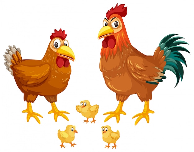 Premium Vector | Set of chickens white background