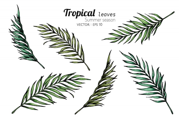 Premium Vector | Set of coconut palm leaf drawing illustration with