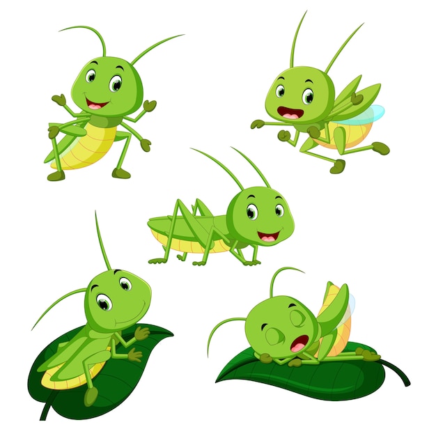 Premium Vector | Set collection grasshopper cartoon