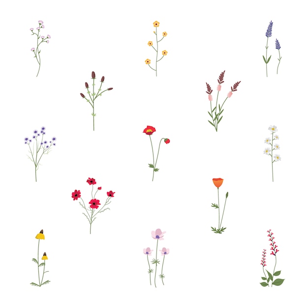 Free Vector | Set collection of wild flowers vector illustration