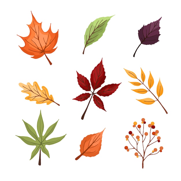 Premium Vector | Set of colorful autumn leaves and berries. isolated on ...