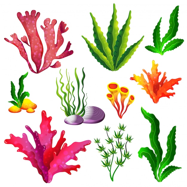 Set of colorful sea algae Premium Vector