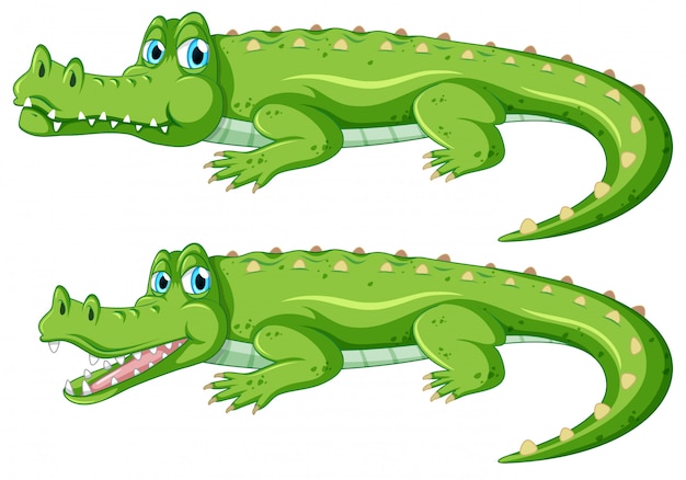 Crocodile Images | Free Vectors, Stock Photos & PSD