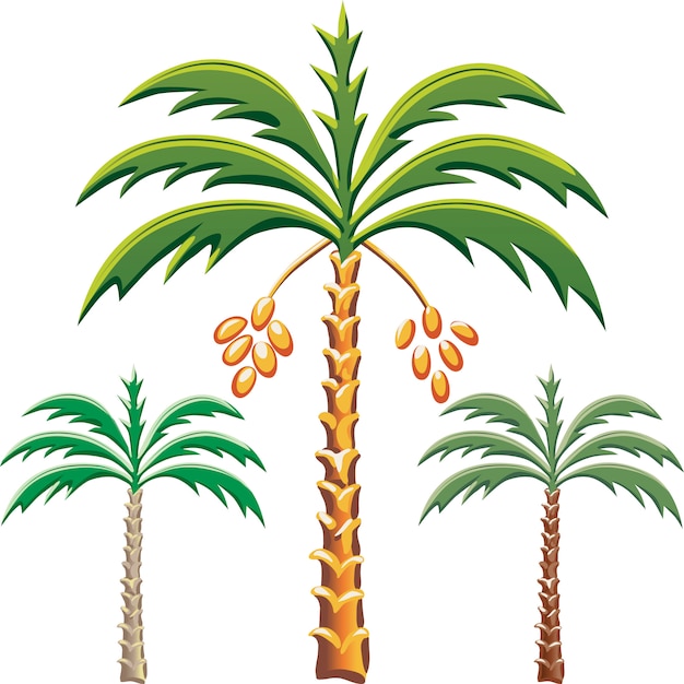 Set of the date palm trees, various color options Premium Vector