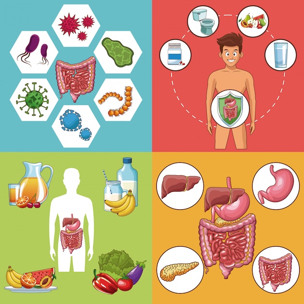 Premium Vector | Set of digestive system cards collection