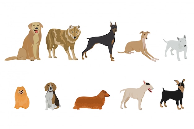 Premium Vector | Set of dog breeds on white background