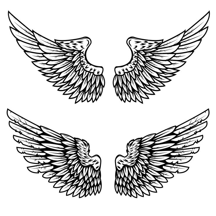 Premium Vector | Set of the eagle wings on white background. element ...