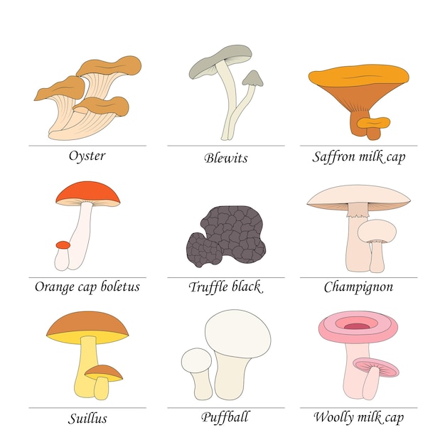 Premium Vector | Set of edible mushrooms with titles on white background.