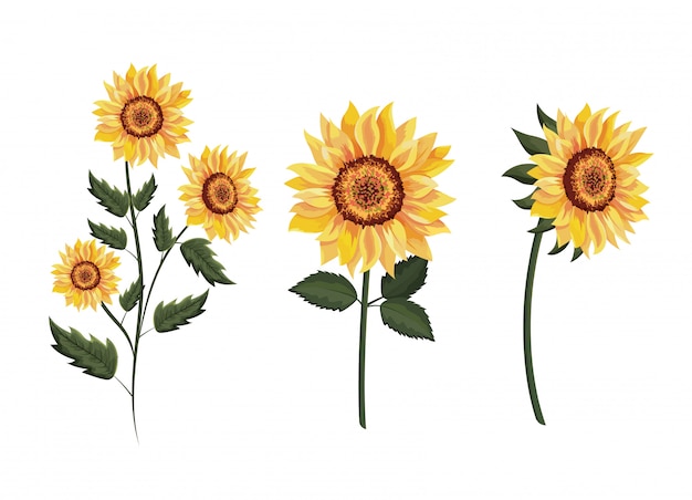 Download Set exotic sunflowers plants with leaves | Premium Vector