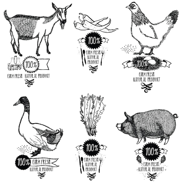 Set farm fresh natural product chicken goat duck pig Free Vector