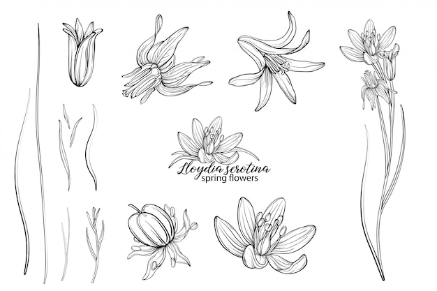 Premium Vector | Set of floral elements of lloydia serotina flowers ...