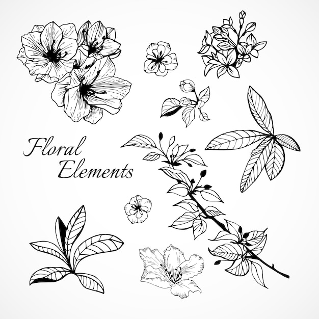 Download Set of floral elements Vector | Free Download