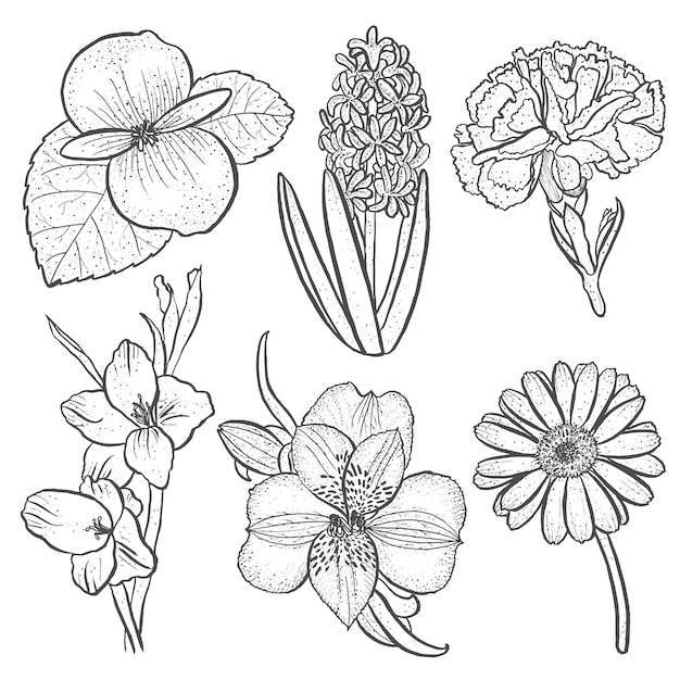 Free Vector Set Of Flowers Alstroemeria Begonia Carnation Gerbera And Gladiolus Hyacinth In Hand Drawn Style Isolated