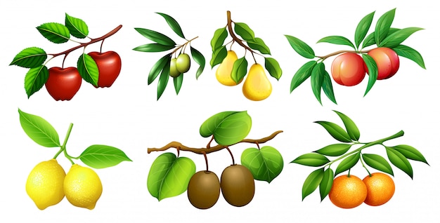 A set of fruit branch | Premium Vector