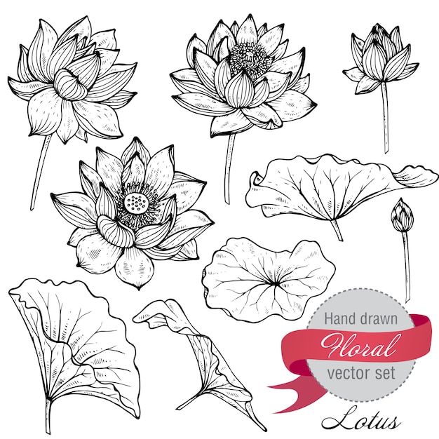 Premium Vector Set of hand drawn lotus flowers and leaves.