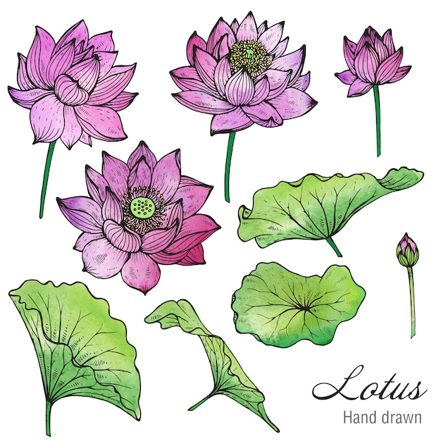 Premium Vector Set of hand drawn lotus flowers and leaves.