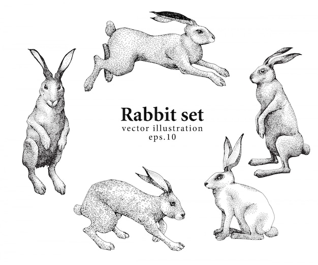 Download Premium Vector | Set of hand drawn rabbit illustrations isolated on white background. retro ...