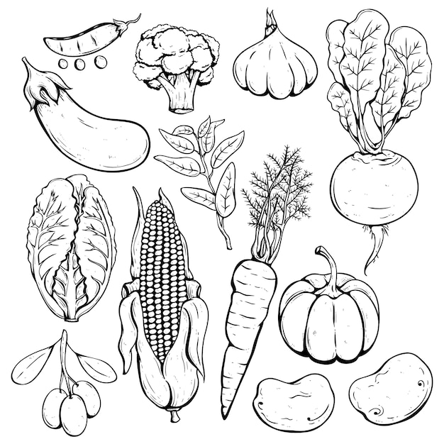 Set of hand drawn or sketch fresh vegetables | Premium Vector