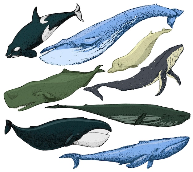 Premium Vector | Set of hand drawn whales include various types