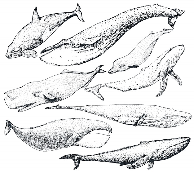 Premium Vector Set Of Hand Drawn Whales