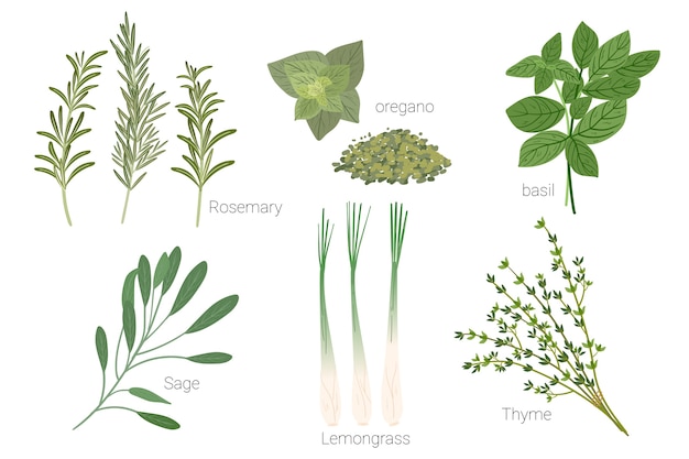 Premium Vector | Set of herbs drawing