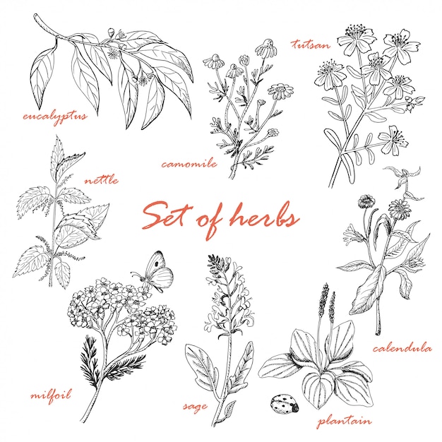 Premium Vector | Set of herbs