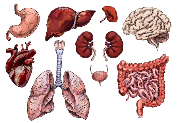 Set Of Human Organs  Heart  Brain  Stomach  Liver  Kidney