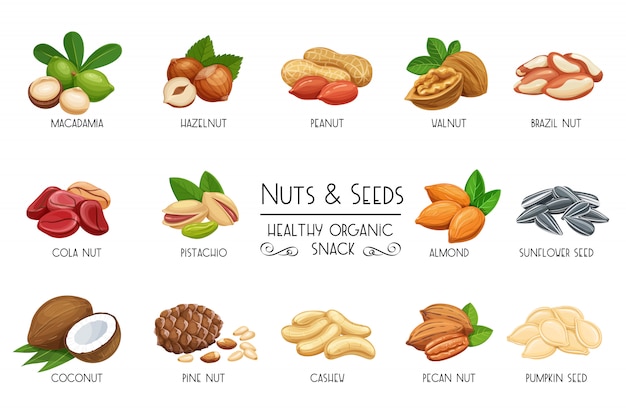Set  icons nuts and seeds. Premium Vector