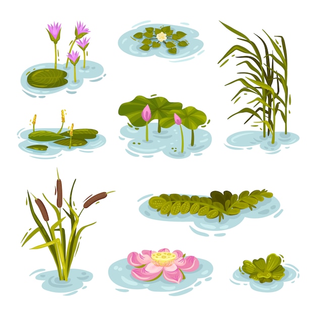 Premium Vector Set of images of plants on the water. illustration on