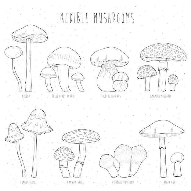 Premium Vector Set Of Inedible Mushrooms With Titles On White Background Hand Drawn Illustration Collection