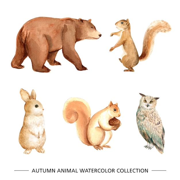 Download Set of isolated elements of animal watercolor Vector ...