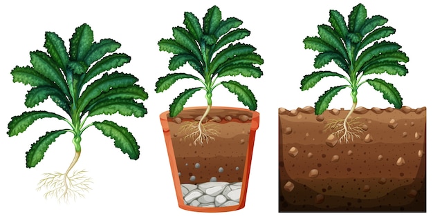 Free Vector | Set of kale plants