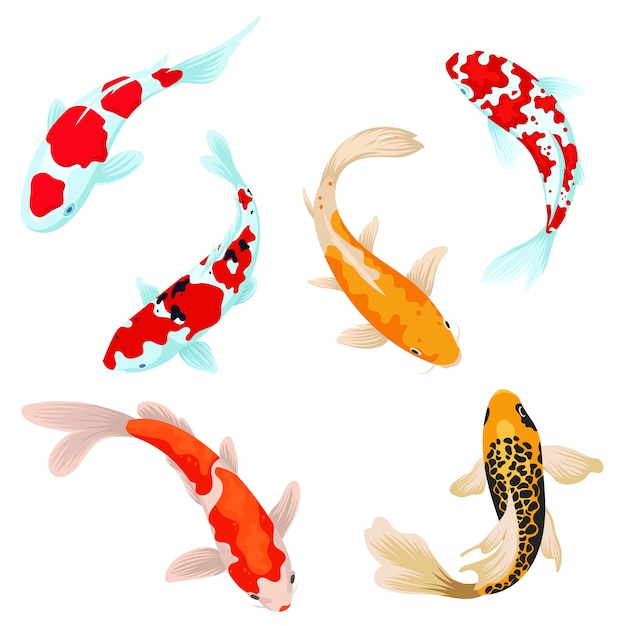 Set of koi carps fish. сollection of asian ornamental fish for a pond ...