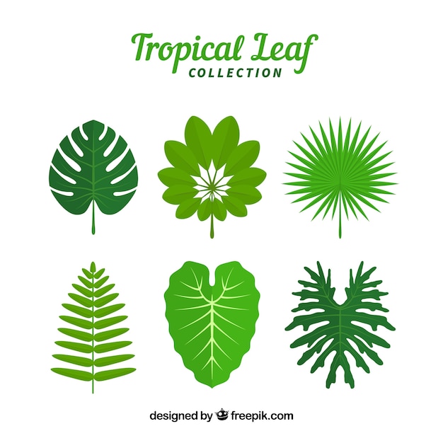 Free Vector | Set of leaves of tropical plants