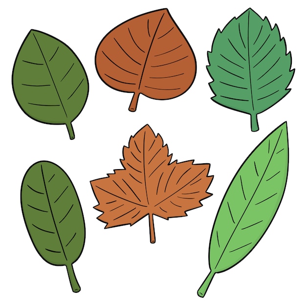 Premium Vector | Set of leaves