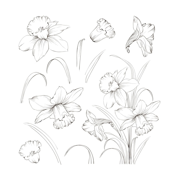 Free Vector | Set of line hand drawing narcissus.