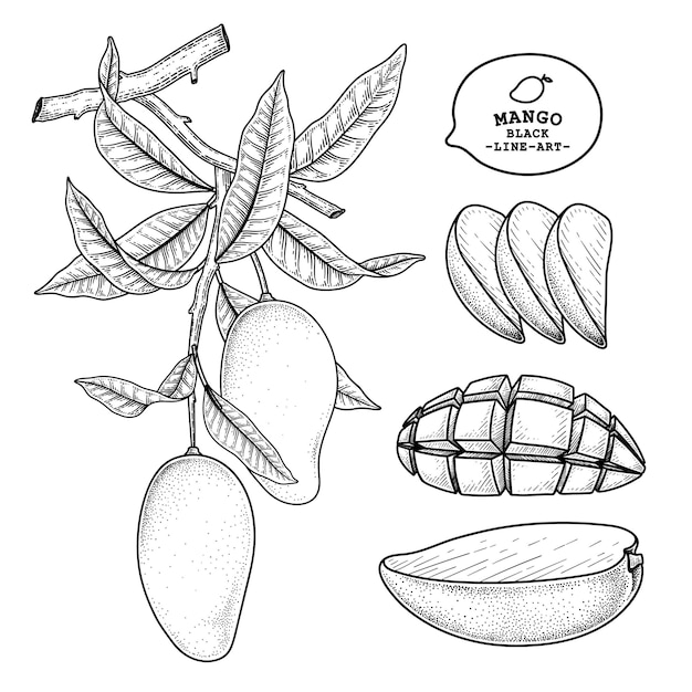 Free Vector | Set of mango fruit hand drawn elements botanical illustration