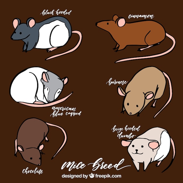 Free Vector | Set of mice breeds