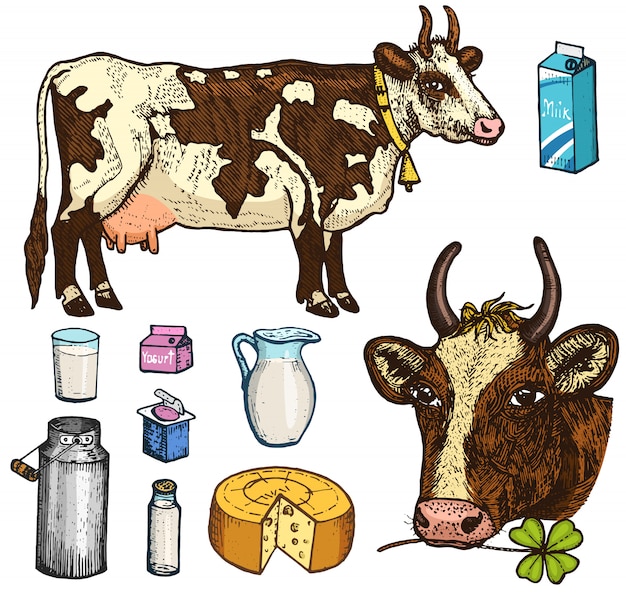 Premium Vector | Set of milk food, dairy products, yogurt and cheese ...