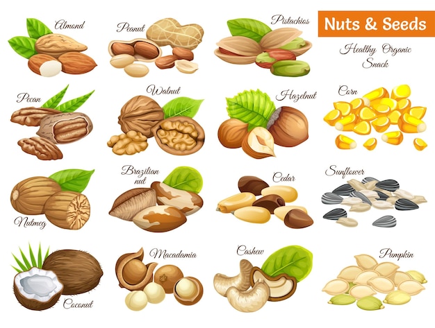 Premium Vector | Set nuts and seeds