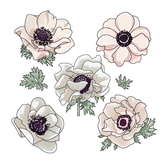 花の花束のデザインのアネモネイラストのセット プレミアムベクター