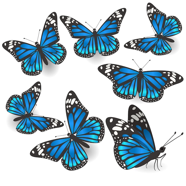 美しい青い蝶のセット プレミアムベクター