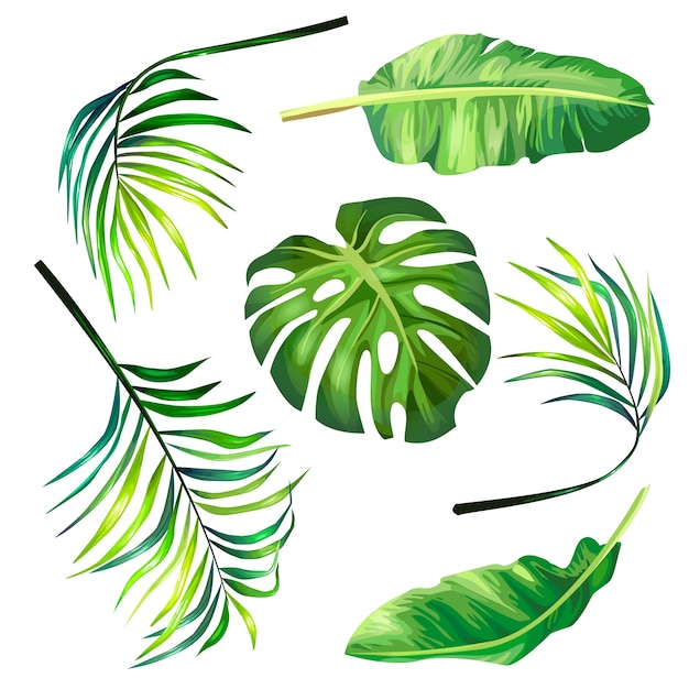 無料のベクター 熱帯ヤシの植物的なベクトルイラストのセットは 現実的なスタイルで葉
